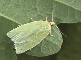 Tortrix viridana L. adulte - Philippe Mothiron