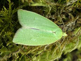 Tortrix viridana L. adulte - ©Jean-Pierre Lamoline