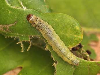  Chenille de Tortrix viridana L. - ©Lionel Taurand