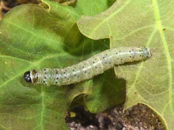  Chenille de Tortrix viridana L. - ©Philippe Mothiron