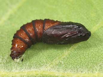  Chrysalide de Tortrix viridana L. - ©Lionel Taurand