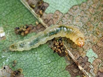  Chenille de Strophedra weirana Doug. - Patrick Clement