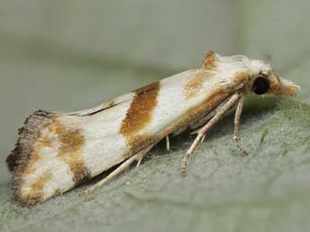 Cochylimorpha woliniana Schleich adulte - Peter Buchner