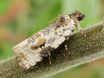 Celypha woodiana Barr. adulte - Friedmar Graf