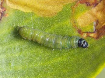  Chenille de Celypha woodiana Barr. - Patrick Clement