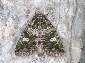 Chlorothalpa graslini Culot adulte - Wolfgang Wagner, www.pyrgus.de