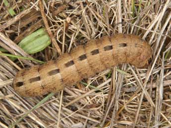  Chenille de Chlorothalpa graslini Culot - Wolfgang Wagner, www.pyrgus.de