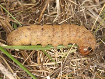  Chenille de Chlorothalpa graslini Culot - Wolfgang Wagner, www.pyrgus.de