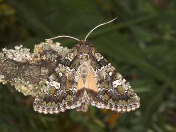 Chlorothalpa graslini Culot adulte - ©Wolfgang Wagner, www.pyrgus.de