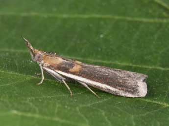 Etiella zinckenella Tr. adulte - ©Philippe Mothiron