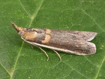 Etiella zinckenella Tr. adulte - Philippe Mothiron