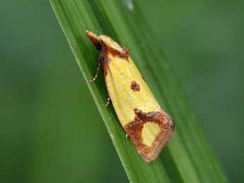 Agapeta zoegana L. adulte - ©Lionel Taurand