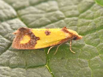 Agapeta zoegana L. adulte - ©Philippe Mothiron