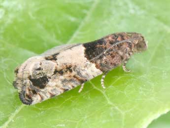 Gypsonoma aceriana Dup. adulte - �Philippe Mothiron