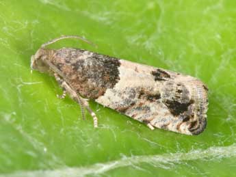 Gypsonoma aceriana Dup. adulte - �Philippe Mothiron