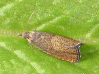 Dichrorampha aeratana Pierce & Metc. adulte - �Philippe Mothiron