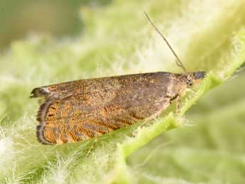 Dichrorampha aeratana Pierce & Metc. adulte - �Philippe Mothiron