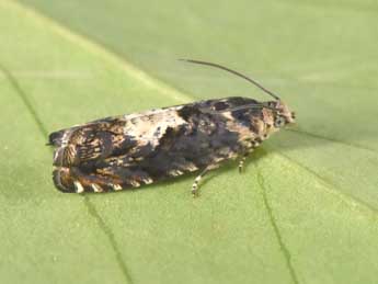 Pammene albuginana Gn. adulte - �Philippe Mothiron