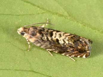 Pammene albuginana Gn. adulte - �Philippe Mothiron