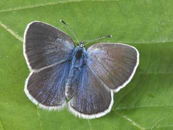 Glaucopsyche alexis Poda adulte - �Philippe Mothiron