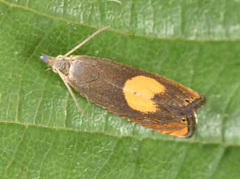 Dichrorampha alpinana Tr. adulte - �Philippe Mothiron