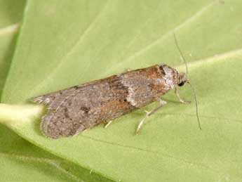 Tortricodes alternella D. & S. adulte - �Philippe Mothiron