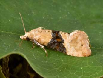 Eupoecilia ambiguella Hb. adulte - �Philippe Mothiron