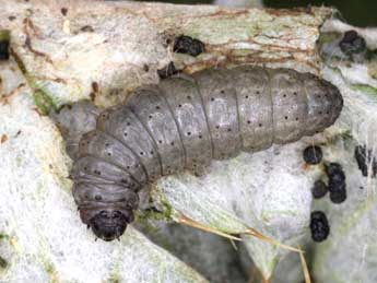  Chenille de Eublemma amoena Hb. - �Wolfgang Wagner, www.pyrgus.de