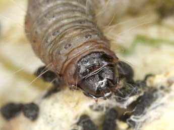  Chenille de Eublemma amoena Hb. - �Wolfgang Wagner, www.pyrgus.de