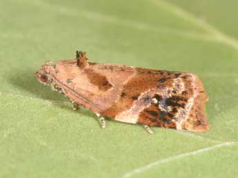 Ditula angustiorana Hw. adulte - �Philippe Mothiron