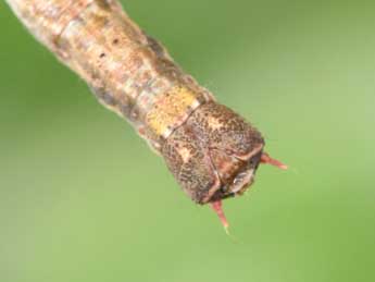  Chenille de Ennomos autumnaria Wernb. - �Philippe Mothiron