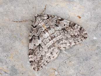 Epirrita autumnata Bkh. adulte - �Philippe Mothiron