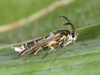 Chamaesphecia bibioniformis Esp. adulte - �Philippe Mothiron