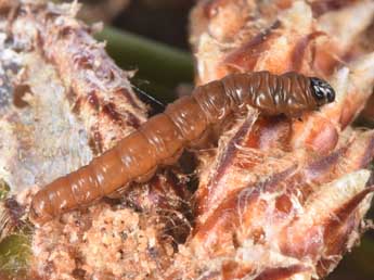  Chenille de Rhyacionia buoliana D. & S. - �Philippe Mothiron