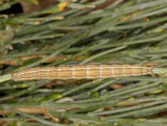  Chenille de Autophila cataphanes Hb. - �Wolfgang Wagner, www.pyrgus.de