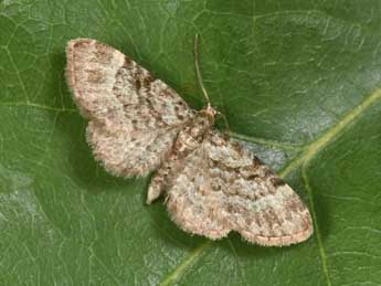 Pasiphila chloerata Mab. adulte - �Philippe Mothiron