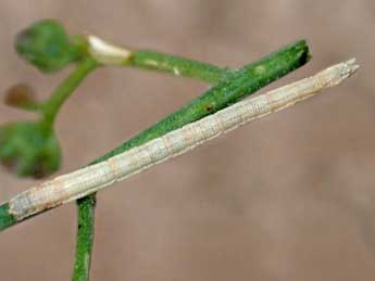  Chenille de Idaea circuitaria Hb. - �Edith Grange