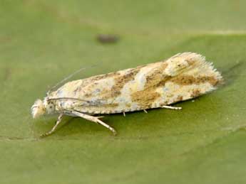 Thiodia citrana Hb. adulte - �Philippe Mothiron