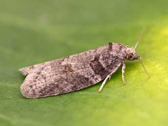 Eana clercana J. Joan. adulte - �Lionel Taurand