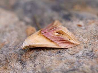 Eublemma cochylioides Gn. adulte - �Lionel Taurand