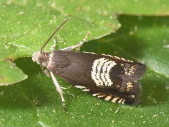 Grapholita compositella F. adulte - �Philippe Mothiron