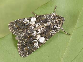 Hadena compta D. & S. adulte - �Philippe Mothiron