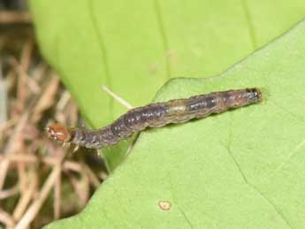  Chenille de Clepsis consimilana Hb. - �Philippe Mothiron