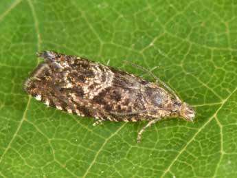 Dichrorampha consortana Stph. adulte - �Philippe Mothiron