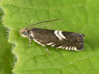 Grapholita coronillana Z. adulte - �Philippe Mothiron