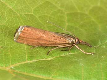 Chrysocramboides craterellus Scop. adulte - �Philippe Mothiron