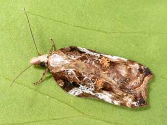 Acleris cristana D. & S. adulte - �Philippe Mothiron