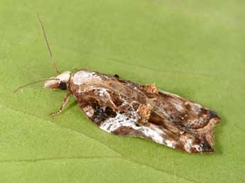 Acleris cristana D. & S. adulte - �Philippe Mothiron