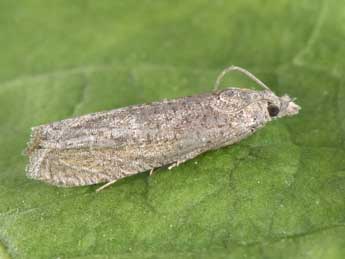 Eucosma cumulana Gn. adulte - �Philippe Mothiron