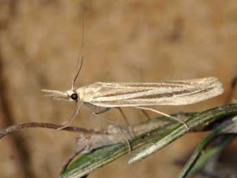 Agriphila deliella Hb. adulte - �Jean-Pierre Favretto
